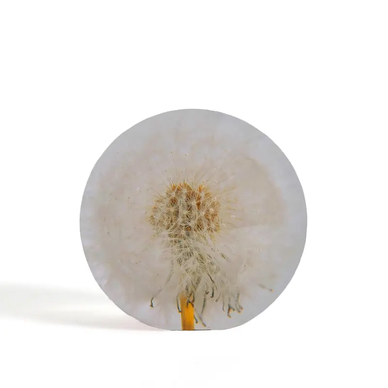 Hafod Grange Presse-papier Paardenbloem | Small