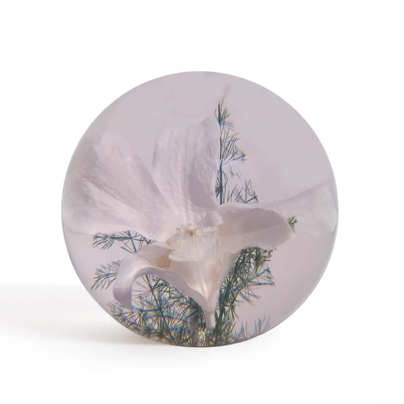 Hafod Grange Presse-papier Witte Orchidee | Large